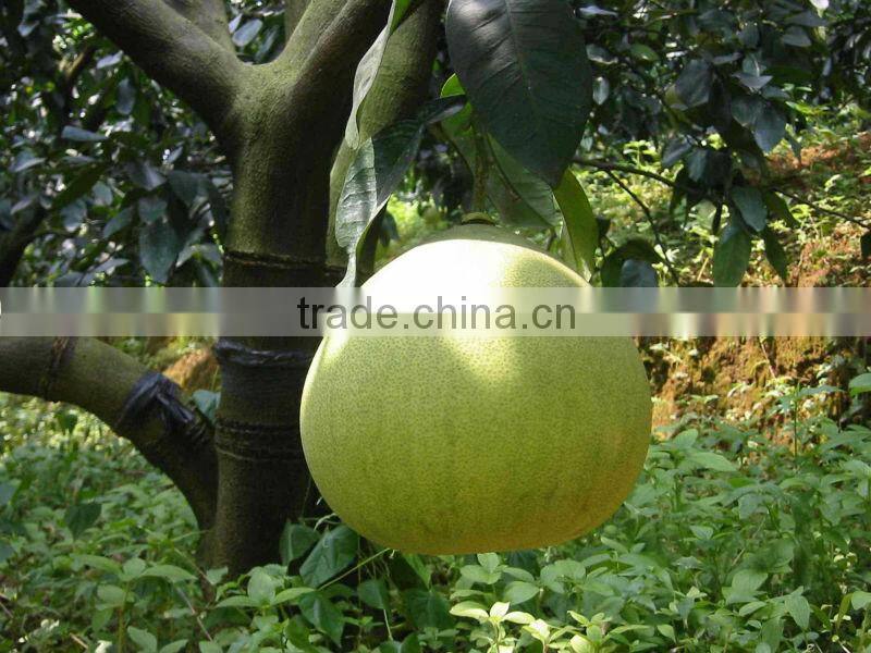 Grade A Shatian pomelo