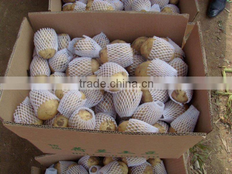 fresh holland potato