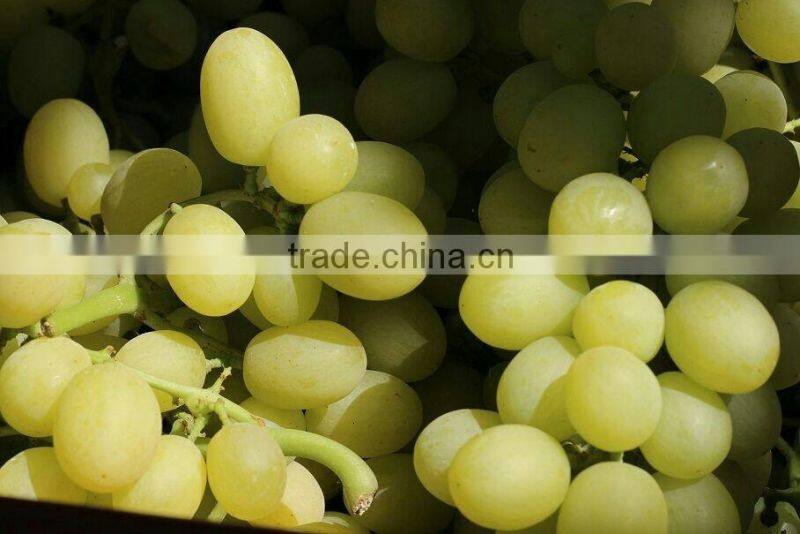 FRESH SWEET GRAPES