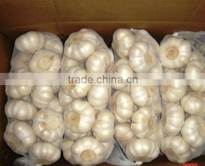 DRY GARLIC FROM EGYPT RED AND WHITE GOOD PRICE