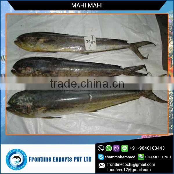 Frozen Sea Caught Mahi Mahi Fish Whole Round