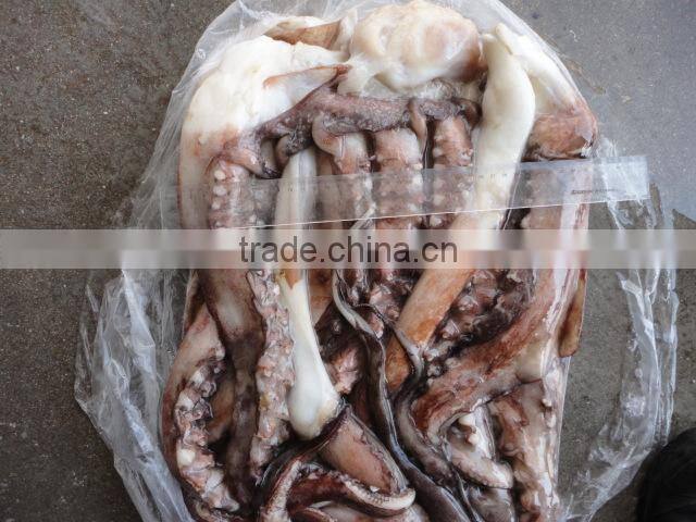frozen peru giant squid tentacle