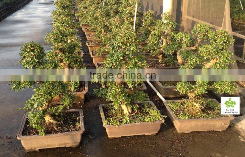 Carmona Microphylla bosnai export