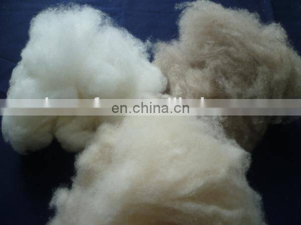 sheep wool open tops white for woolen spinning