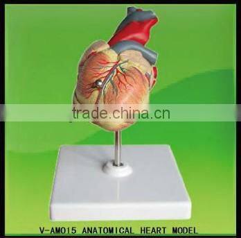 V-AM015 High Quality Medical Anatomy Plastic Life-Size Human Heart Model