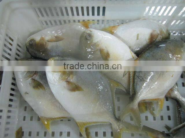 frozen golden pomfret