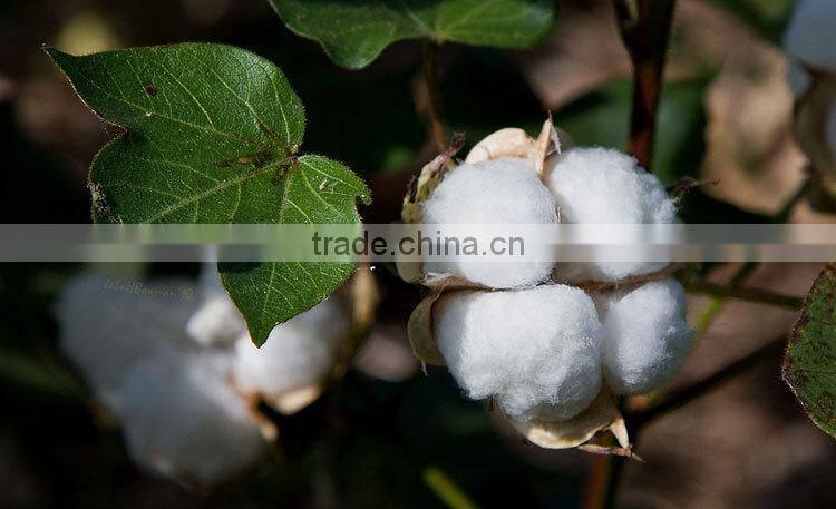 Henso cotton roll 100g 250g 500g 1000g