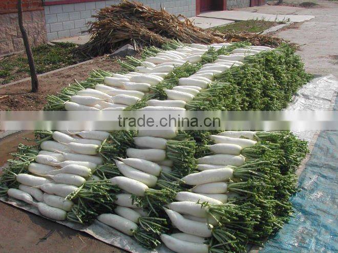 wholesale new crop fresh white raddish (china)