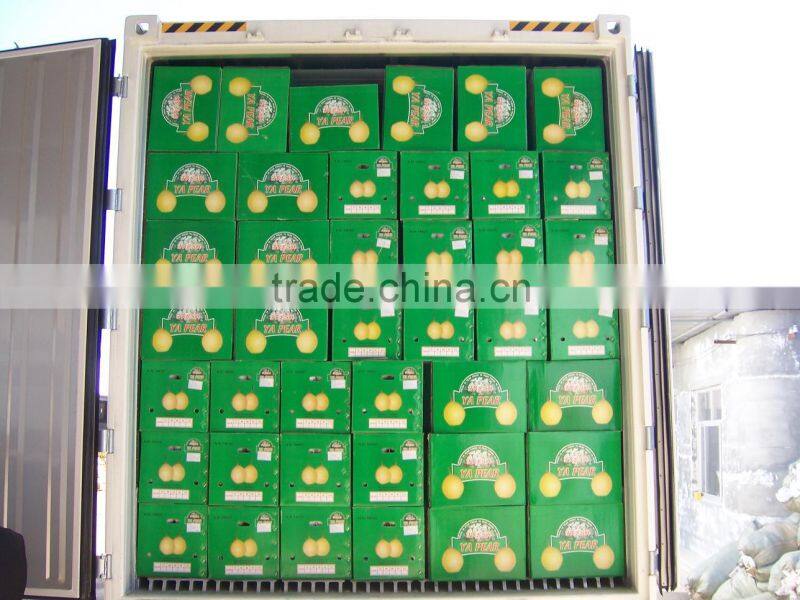 Super Shandong Pear Packed in Carton