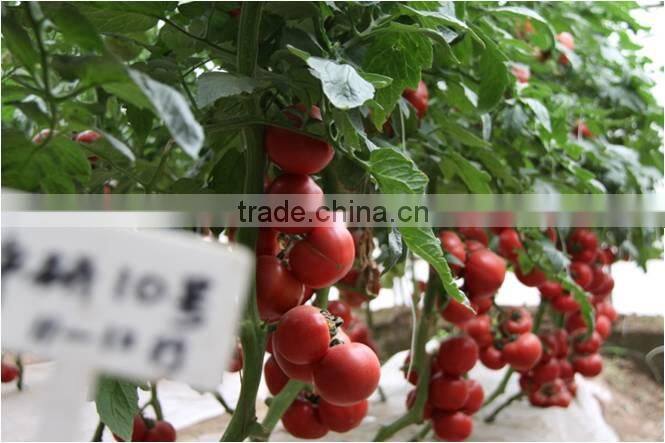 Super High Yield Top Quality Hybrid F1 Indeterminate Growth Big Pink Tomato Seeds For Growing-Zhong Yan No.10