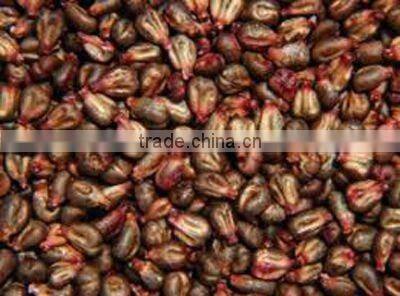 Common Cultivation natural dried grape seed
