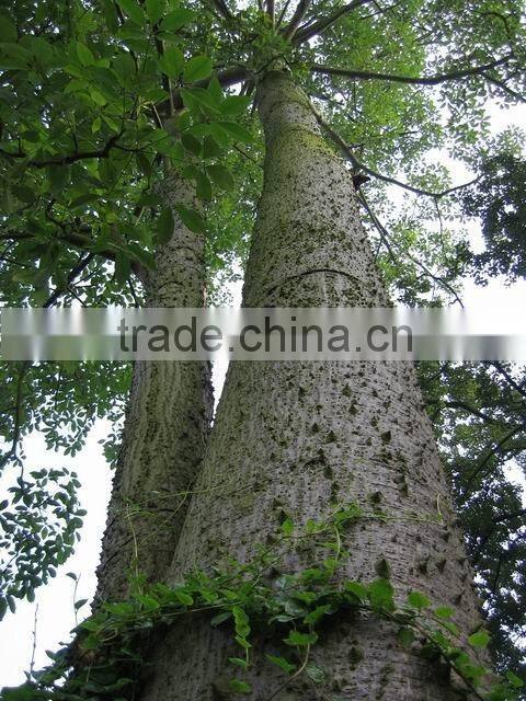 wool trees