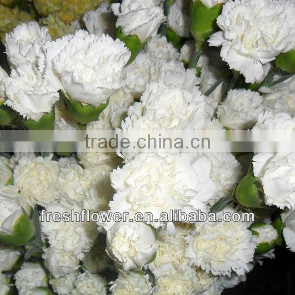 wholesale fresh cut flower of white carnation
