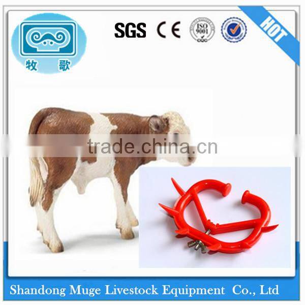 Cow Nose Thorn for Calf Ablactation