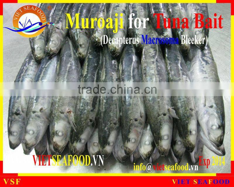 FROZEN W/R MUROAJI FOR TUNA BAIT