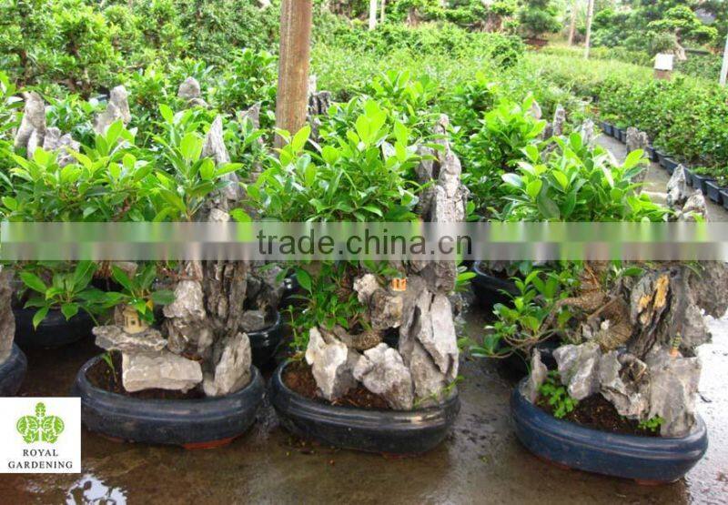 Ficus Stone Bonsai