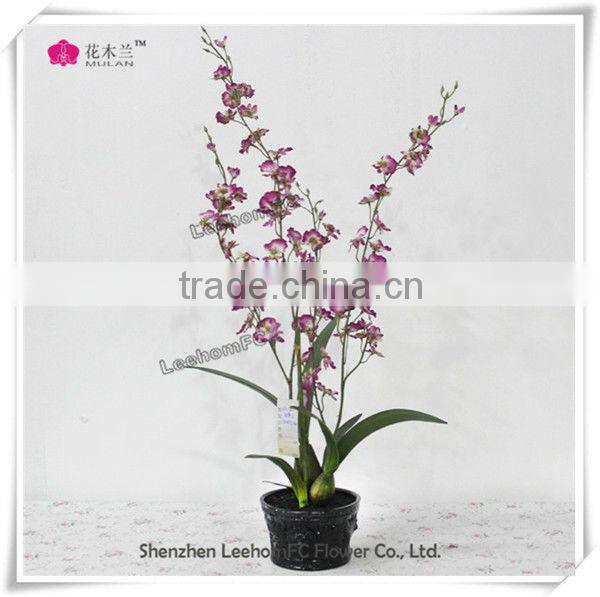orchid flower plants wholesale phalaenopsis orchid plant