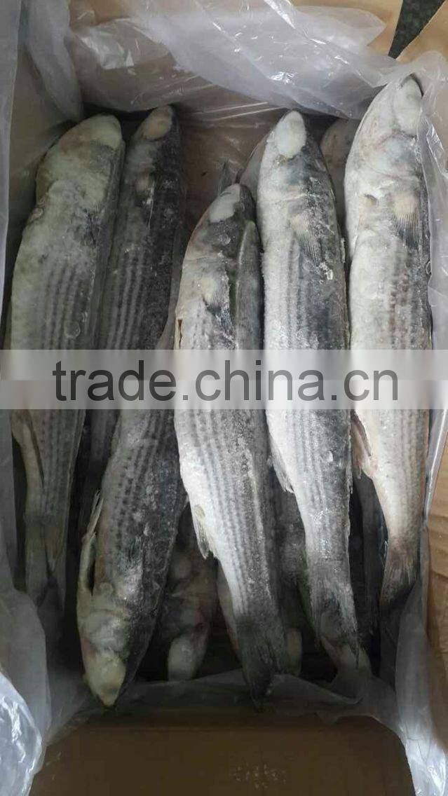 Best Quality Frozen Fish Grey Mullet W/R