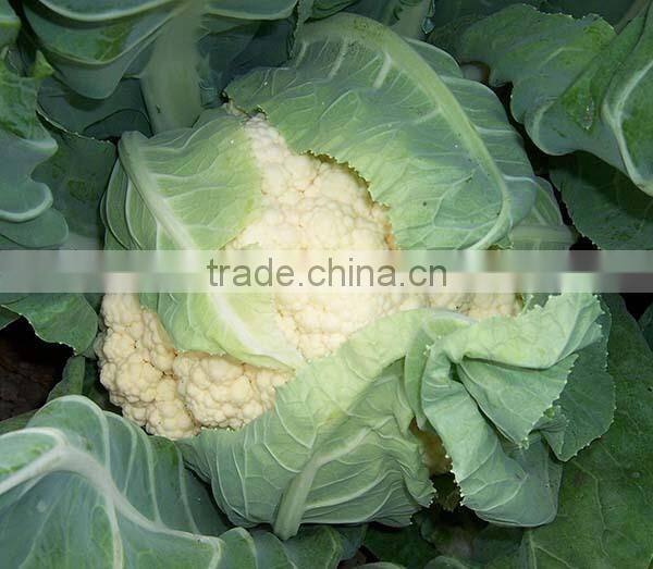 MCF11 Changfu snowy white flower hybrid cauliflower seeds f1