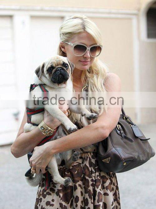 colorful dog and cat collars,