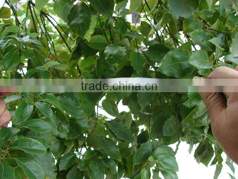 Hot sale Vineyard Trellis