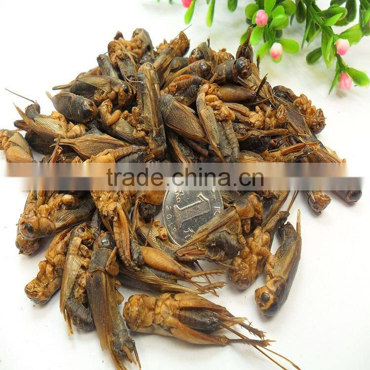 Microwave Dried Crickets For Pet Birds Food Manufacturer