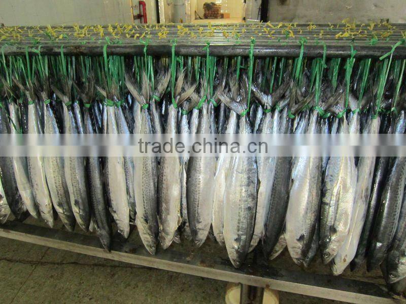 Grade A Frozen spanish mackerel fillets