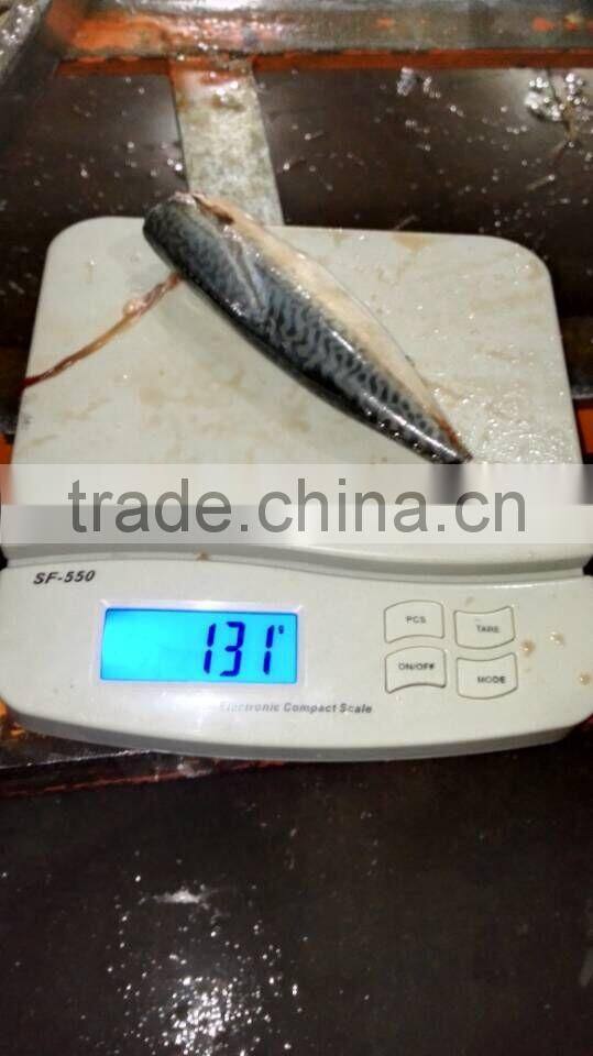 HGT pacific mackerel scomber japonicus headless gutted tailess