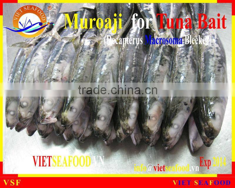 FROZEN W/R MUROAJI FOR TUNA BAIT