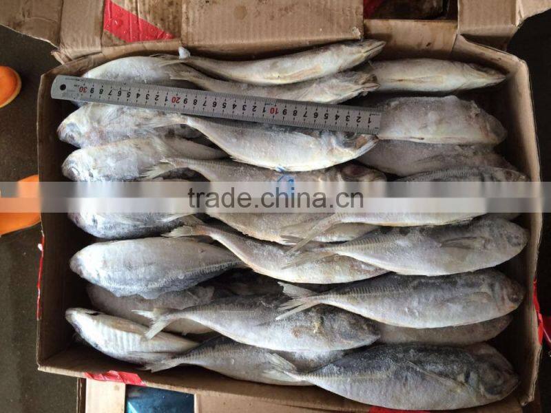 frozen horse mackerel 24cm+