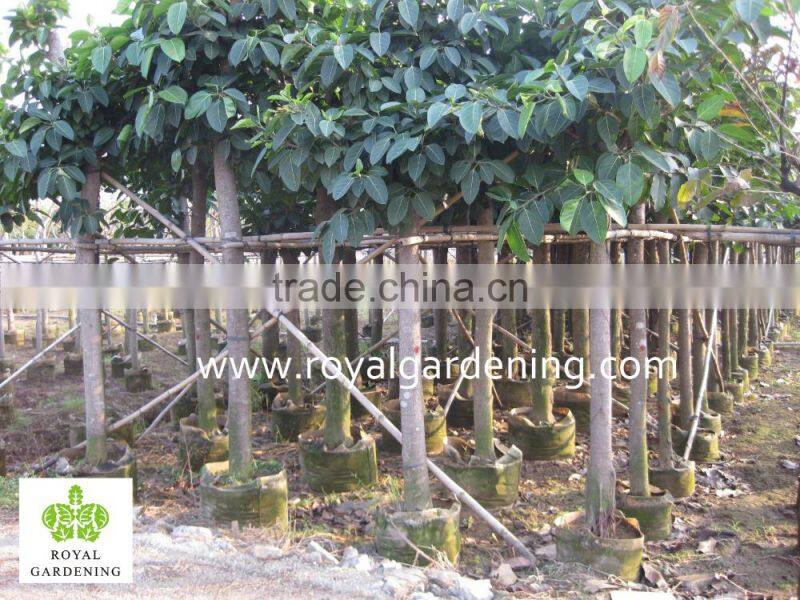 Ficus altissima variegata