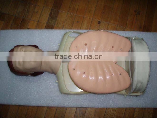 pathology Transparent teeth model