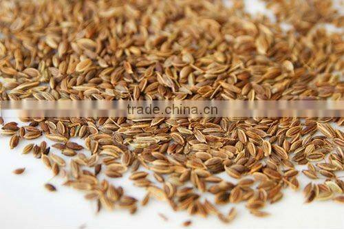 Dill Oil