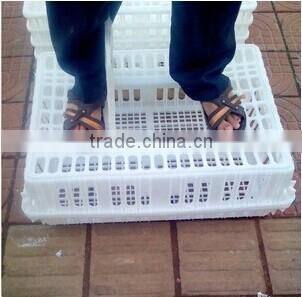 transport cage chicken