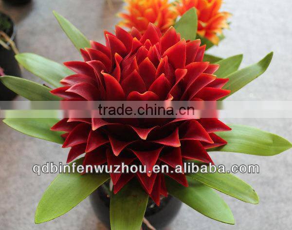 Artificial coated Phalaenopsis Orchids bonsai