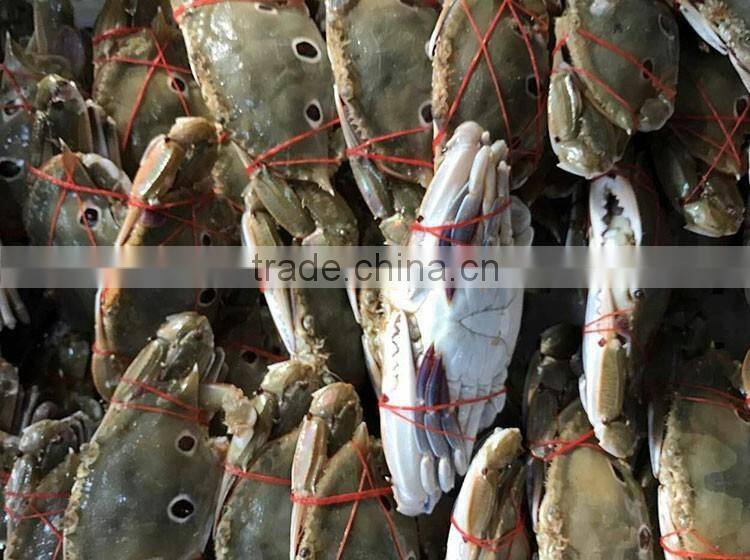 good quality frozen redspot swimming crab