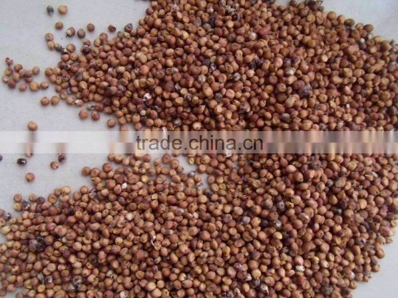 Price Of Red Sorghum