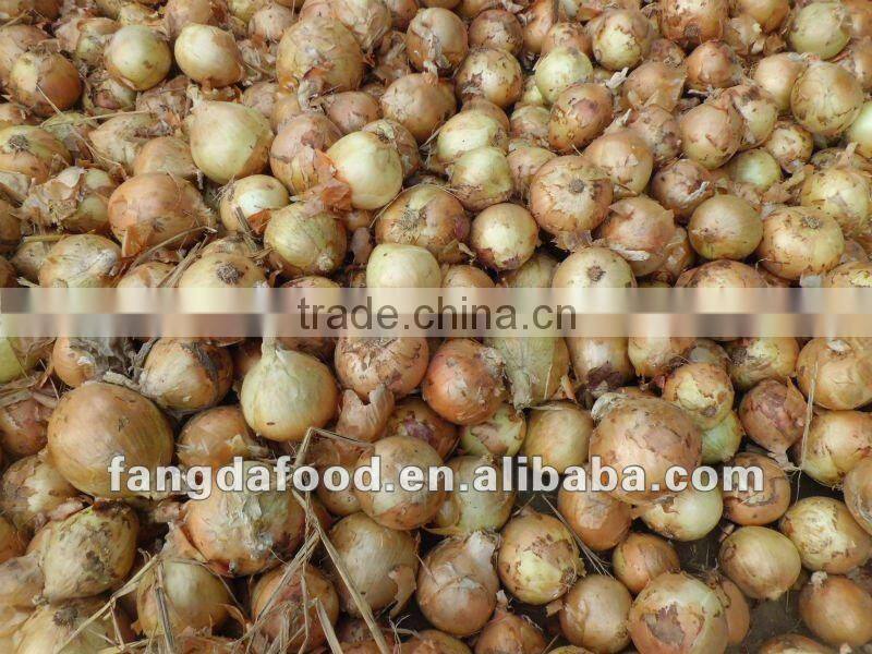 fresh round yellow onion 5-7cm,7-9cm