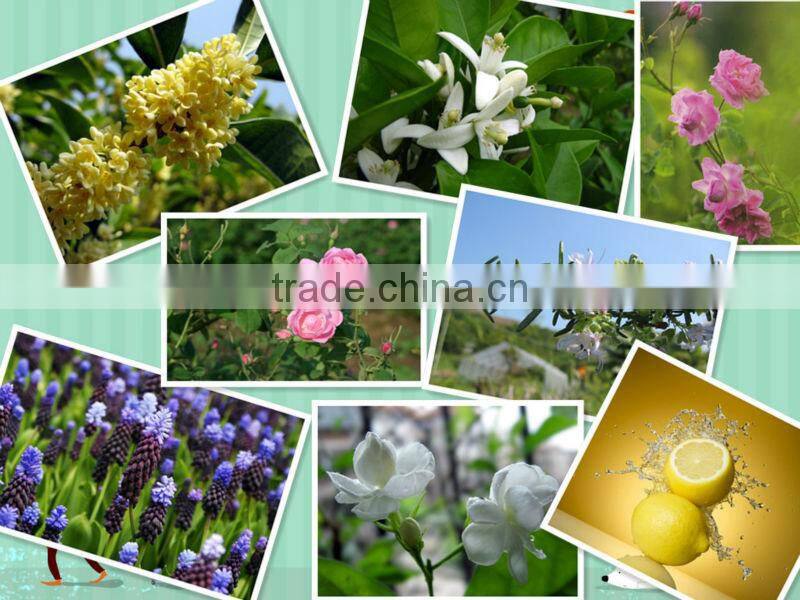 300L Nature Plants Essential Oil Extractor On Sale (EC)
