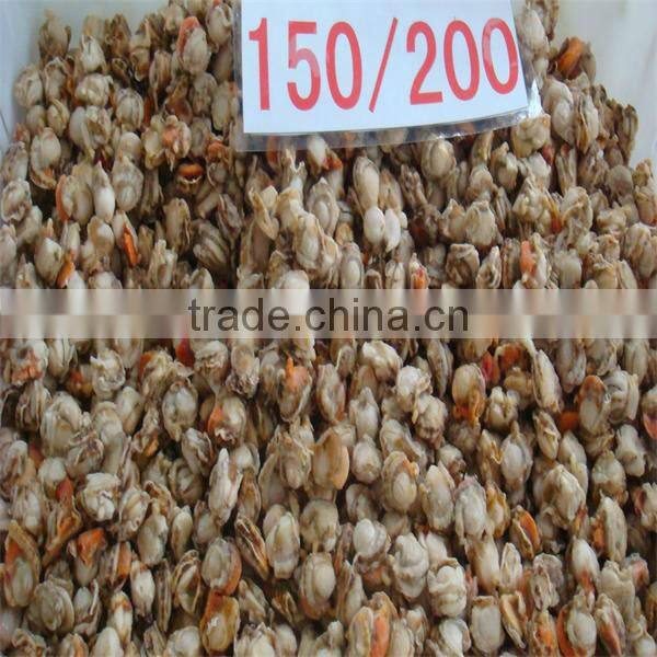 Chinese frozen wholesale bay scallop maufacturers