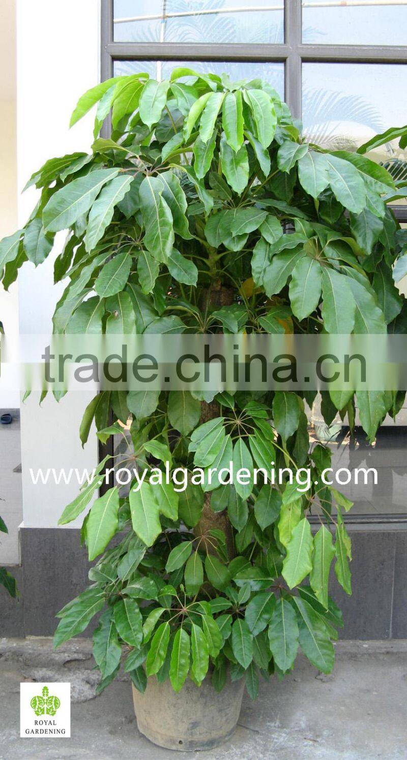 schefflera (Schefflera actinophylla) shrub trees