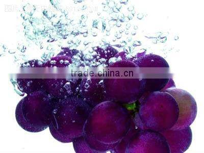 Hot selling Grape Juice Extractor machine/juice extractor machine for grape/grape juicing machine