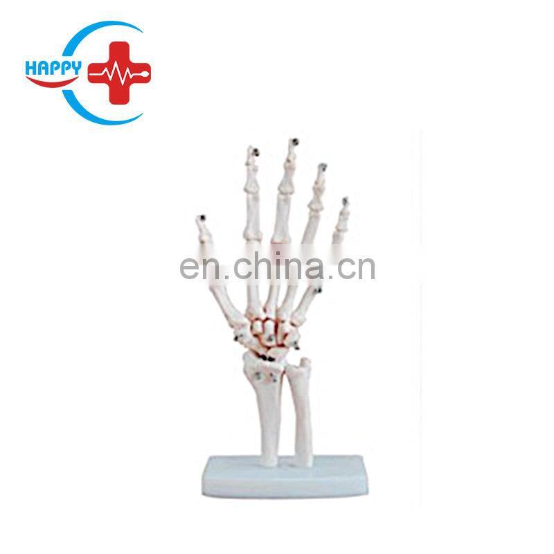 HC-S222 Natural Size Knee Joint Model/Knee Skeleton Model/Plastic Knee Anatomy Model