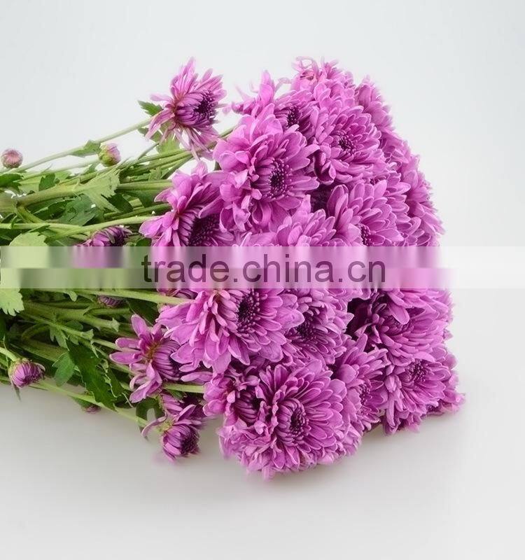 Good quality hotsell factory direct flock chrysanthemum