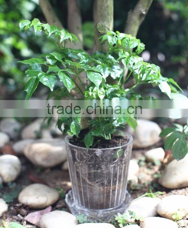 natural transparent decorative indoor flower pots with tray