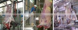 Beef Processing Facility Cow Slaughter
