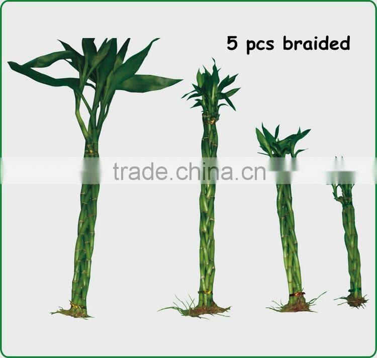 18 stems braided lucky bamboo bonsai tree dracaena sanderiana indoor aquatic feng shui plants nursery garden decoration
