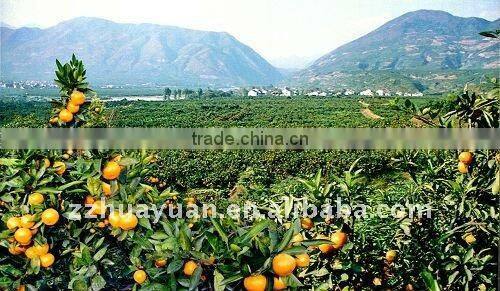 Sweet Nanfeng orange