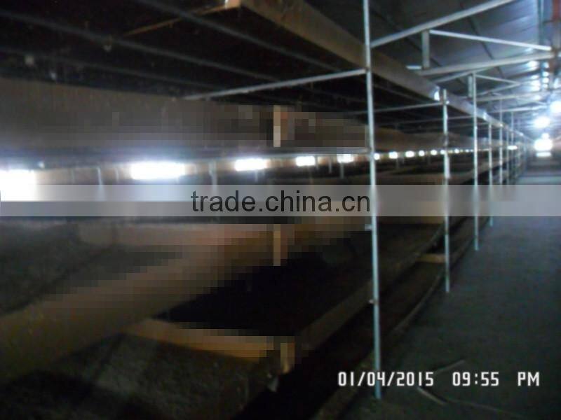 Dried mealworms for Bird with high protein