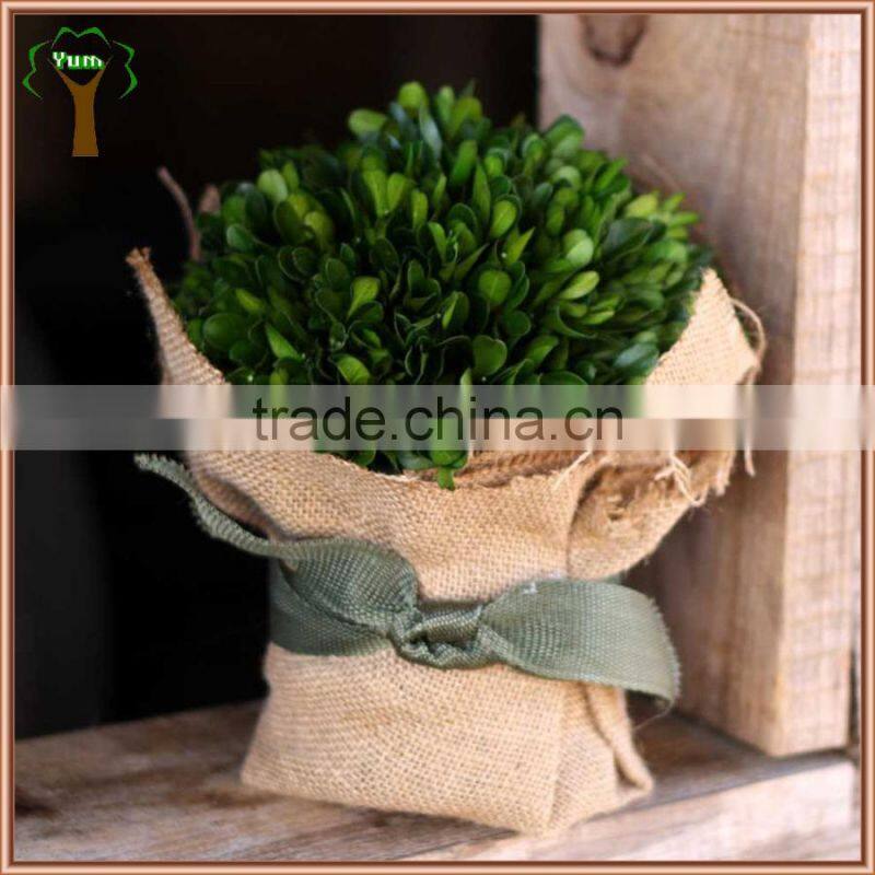 preserved boxwood ball in burlap pot